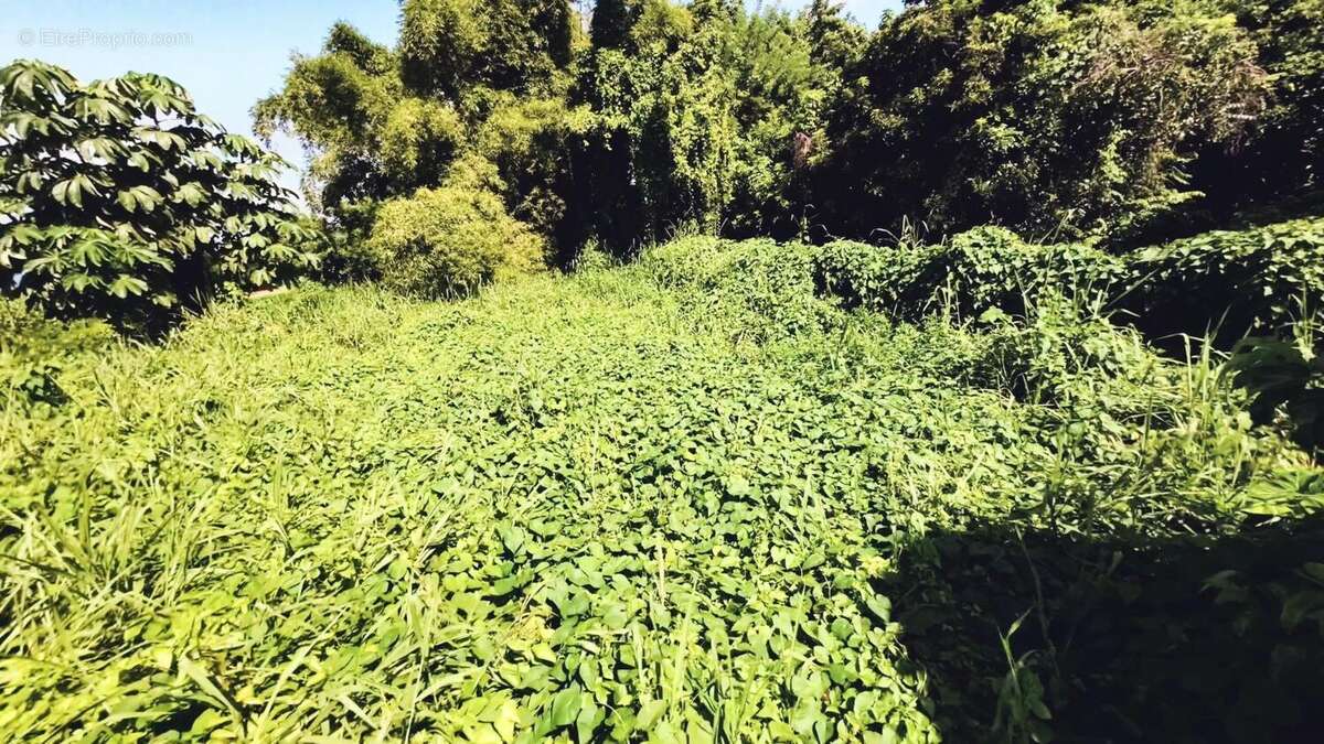 Photo 7 - Terrain à BASSE-POINTE