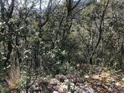 Terrain à SAINT-BONNET-DU-GARD