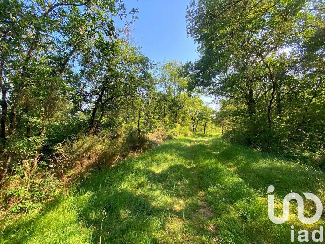 Photo 1 - Terrain à SAINT-MARTIN-L&#039;ARS