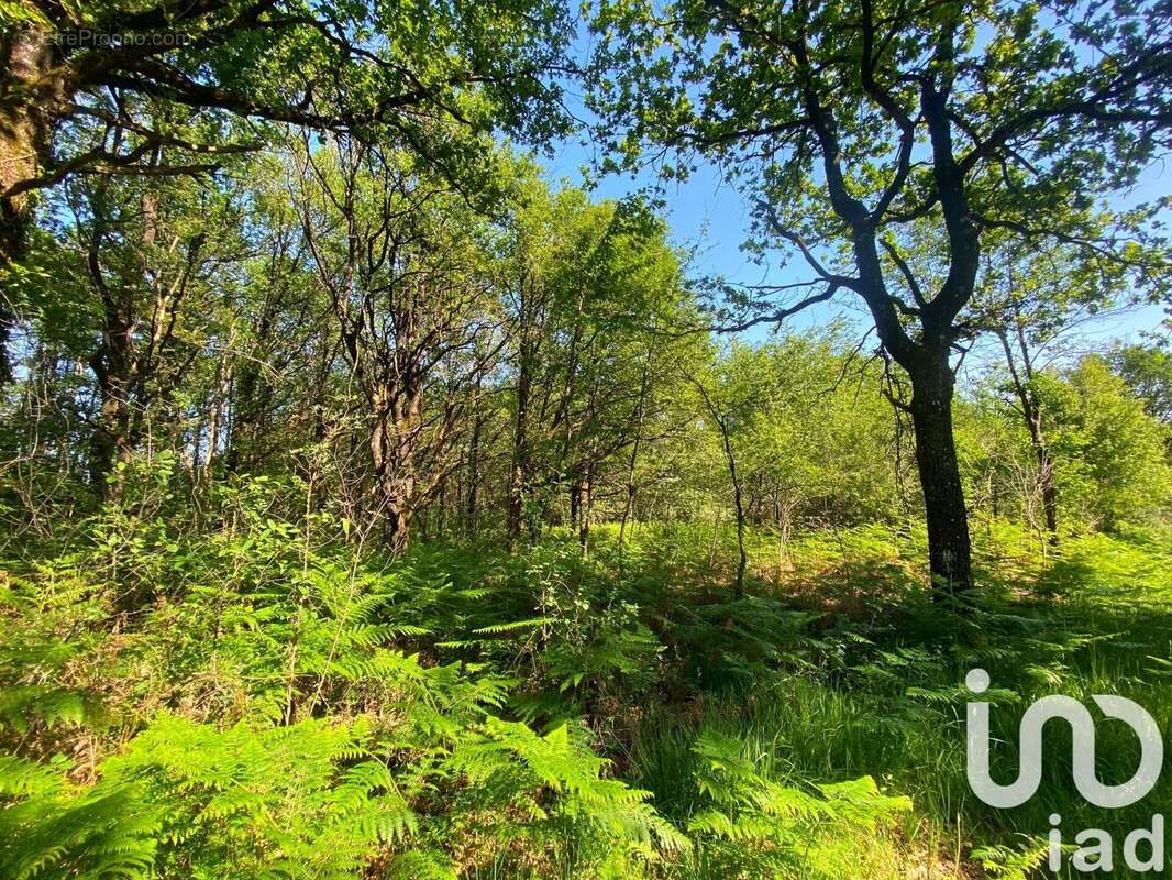 Photo 2 - Terrain à SAINT-MARTIN-L&#039;ARS