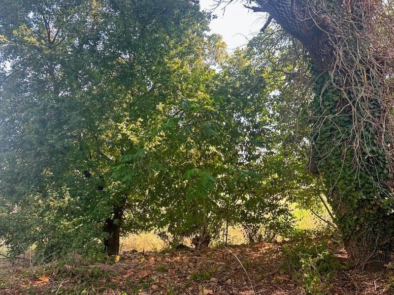 Maison à MONTESQUIOU