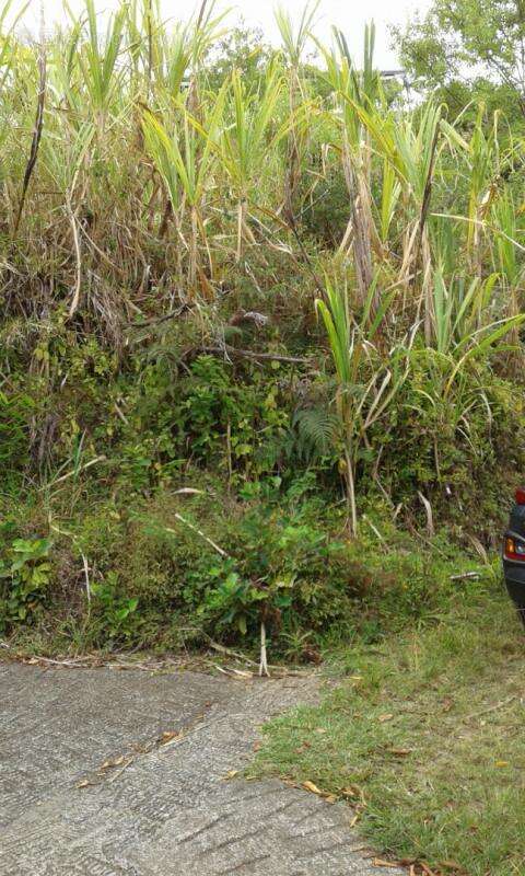 Terrain à SAINTE-MARIE