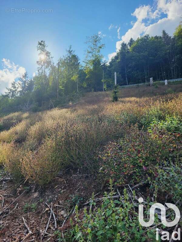 Photo 3 - Terrain à BOURBACH-LE-HAUT