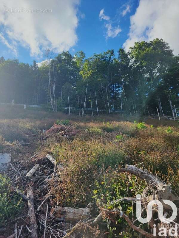 Photo 2 - Terrain à BOURBACH-LE-HAUT