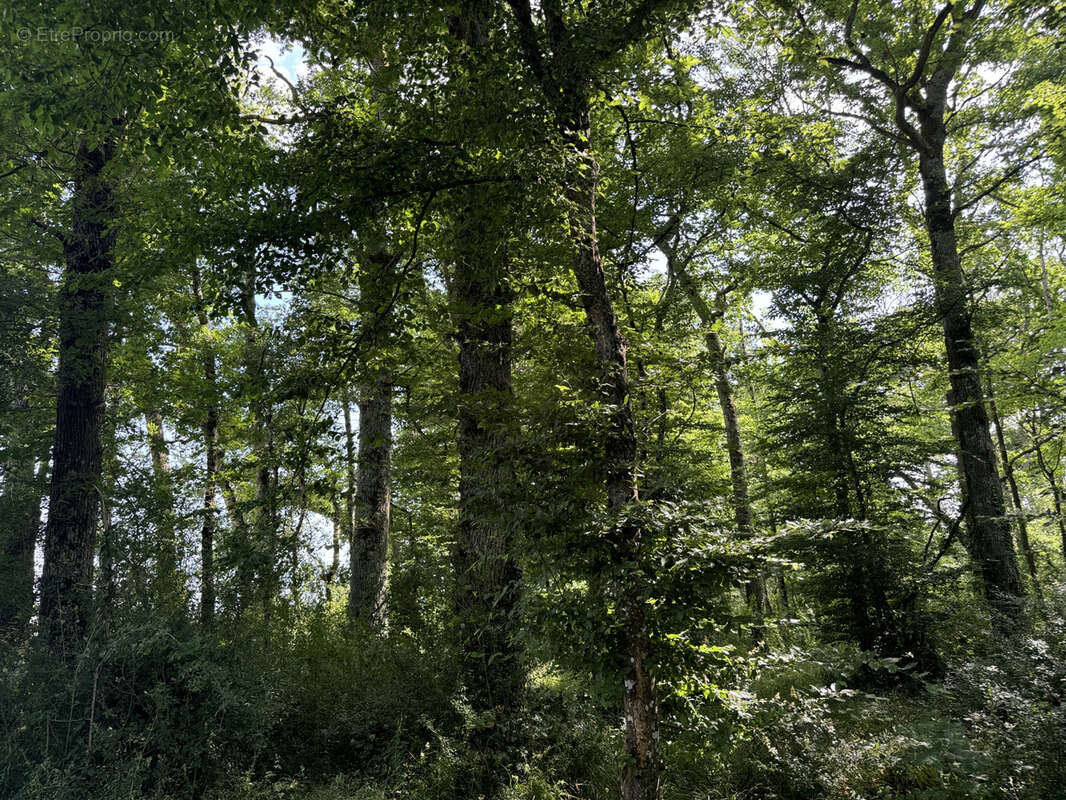 Terrain à CHAMBEUGLE