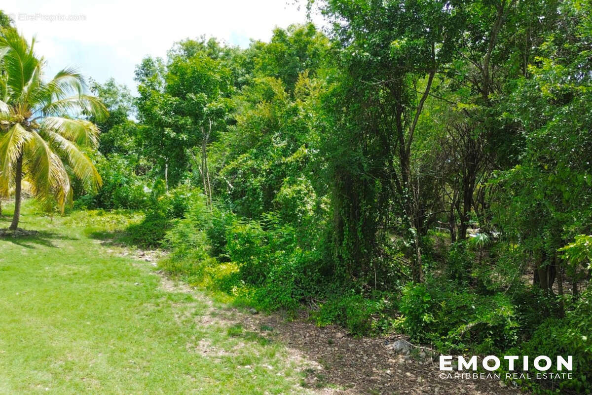 Terrain à LES ABYMES