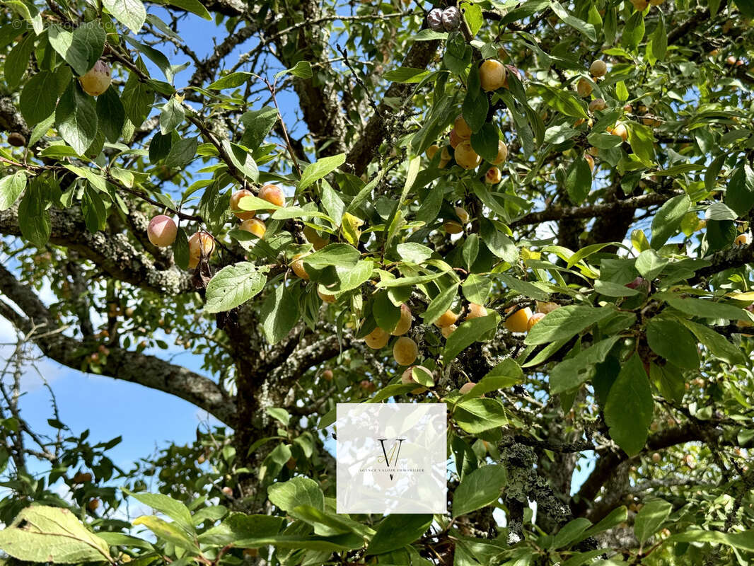 Maison à SARREGUEMINES