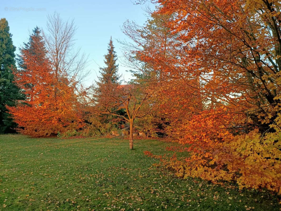 Terrain à ROTTELSHEIM
