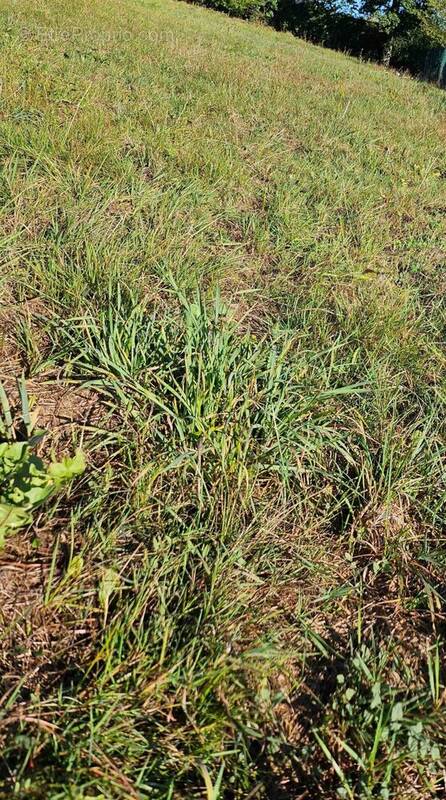 Terrain à BOURGNEUF-EN-RETZ