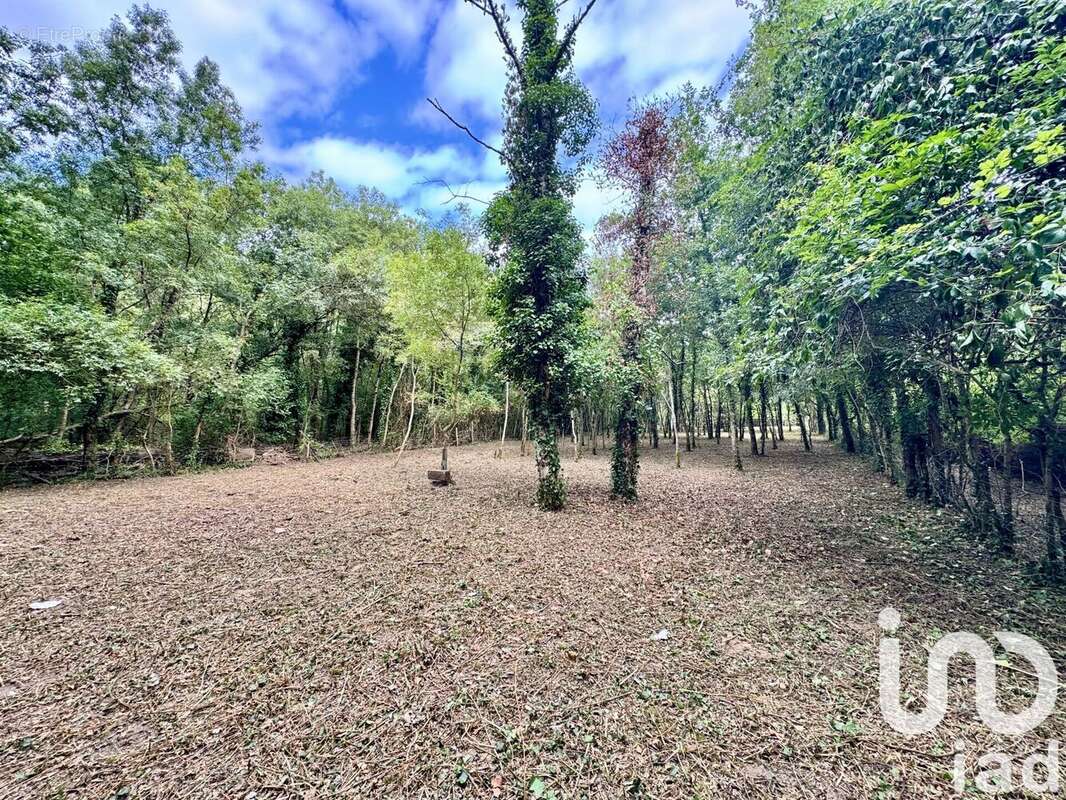 Photo 5 - Terrain à SAVIGNY-EN-VERON