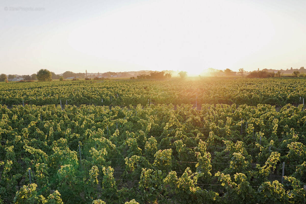 Terrain à SAINT-EMILION