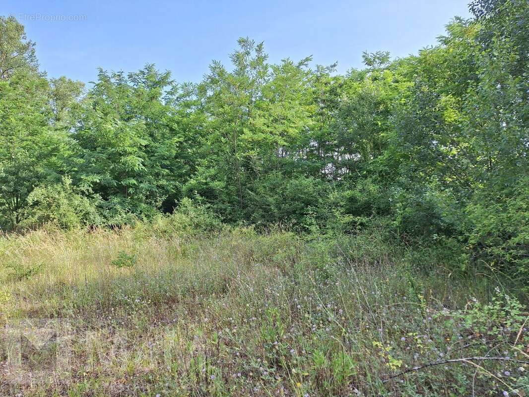 Terrain à CAMPAGNE-SUR-AUDE