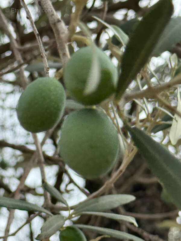 Maison à SAINT-GELY-DU-FESC