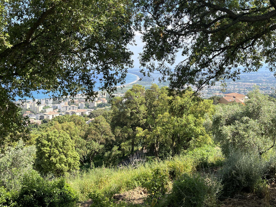 Terrain à SAN-MARTINO-DI-LOTA