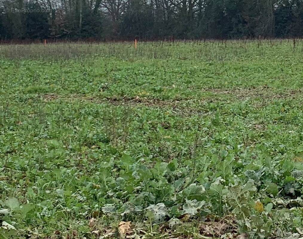 Terrain à DOMPIERRE-SUR-YON
