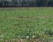 Terrain à DOMPIERRE-SUR-YON
