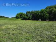 Terrain à BAVILLIERS
