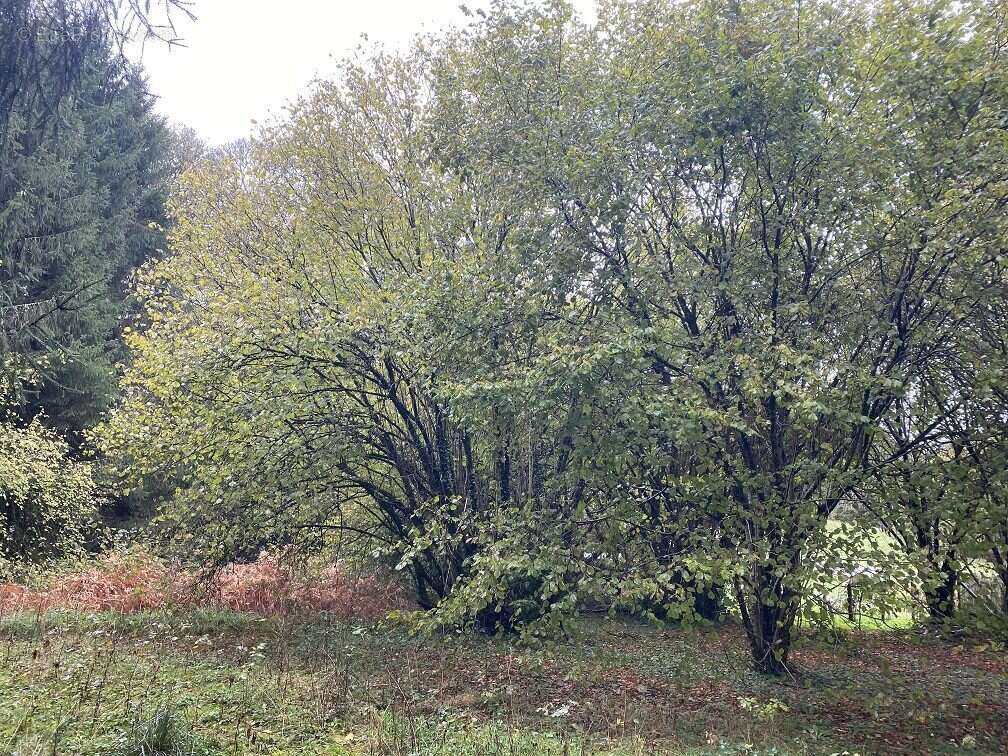 Terrain à SAINT-JULIEN-LE-PETIT