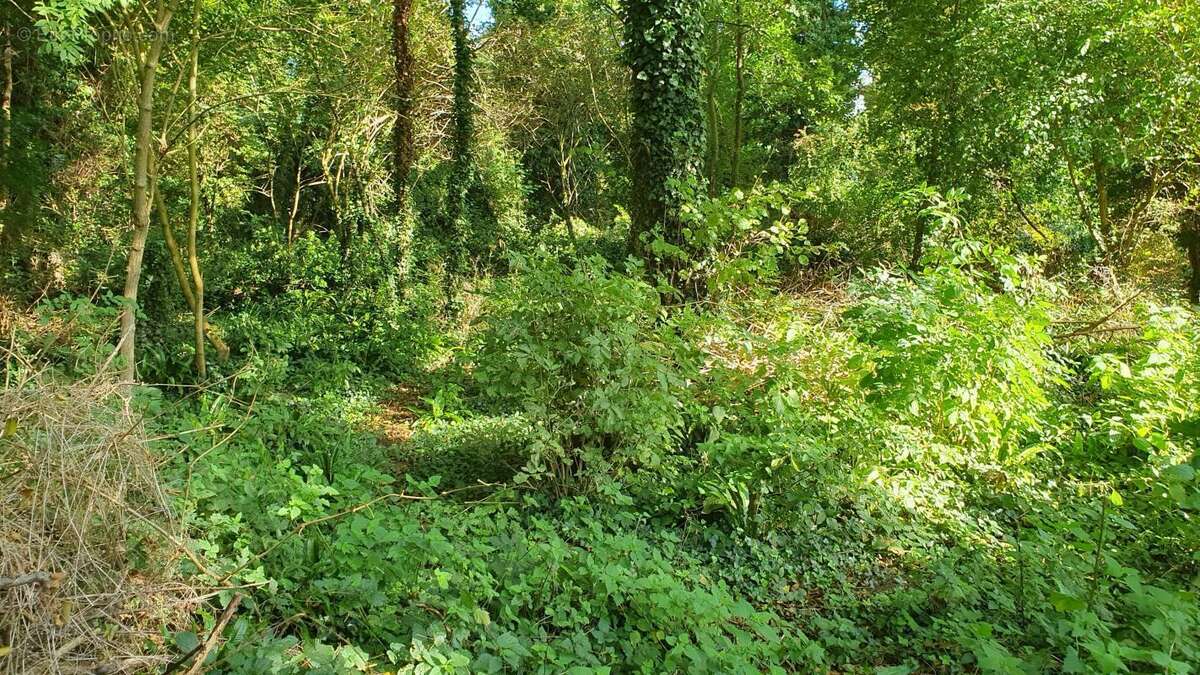 Terrain à TORCY-LE-PETIT