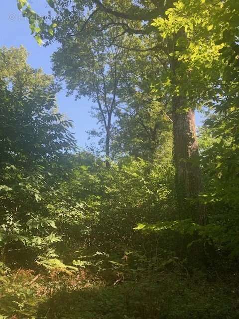 Maison à LE BAILLEUL