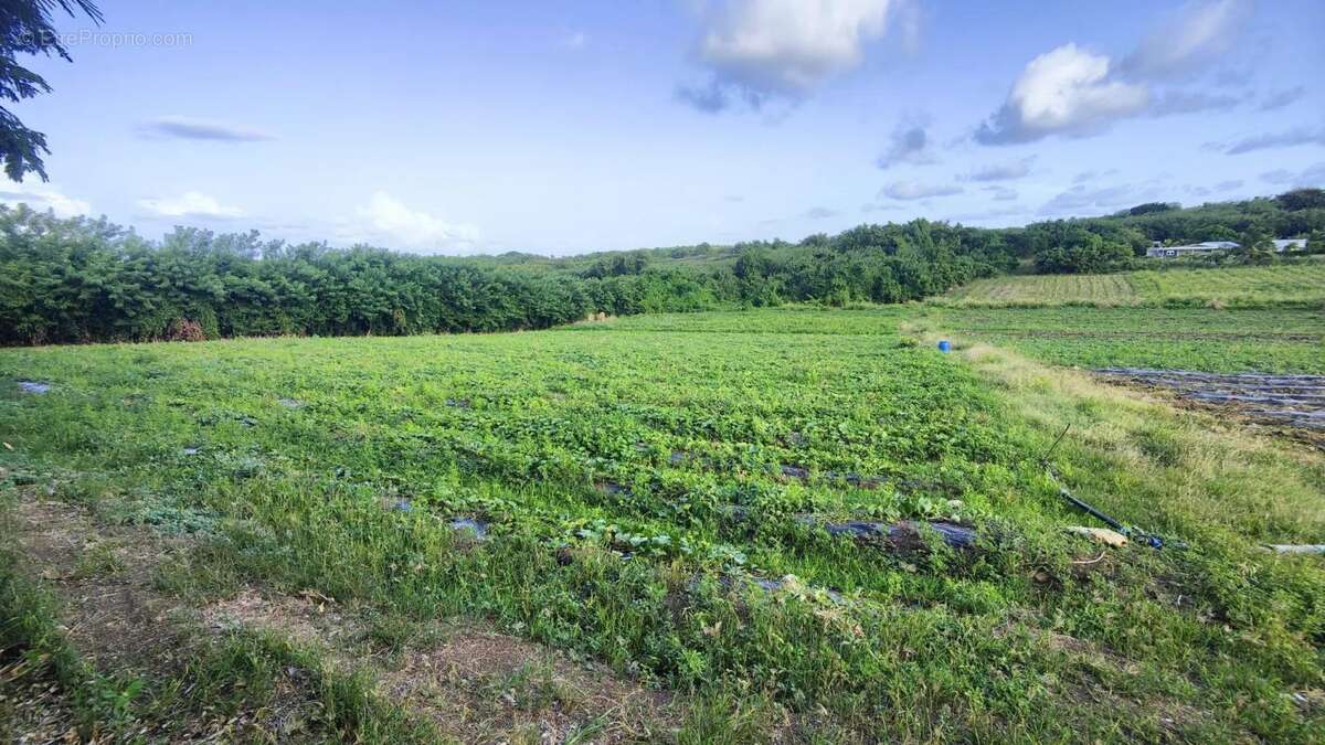 Terrain à LE VAUCLIN
