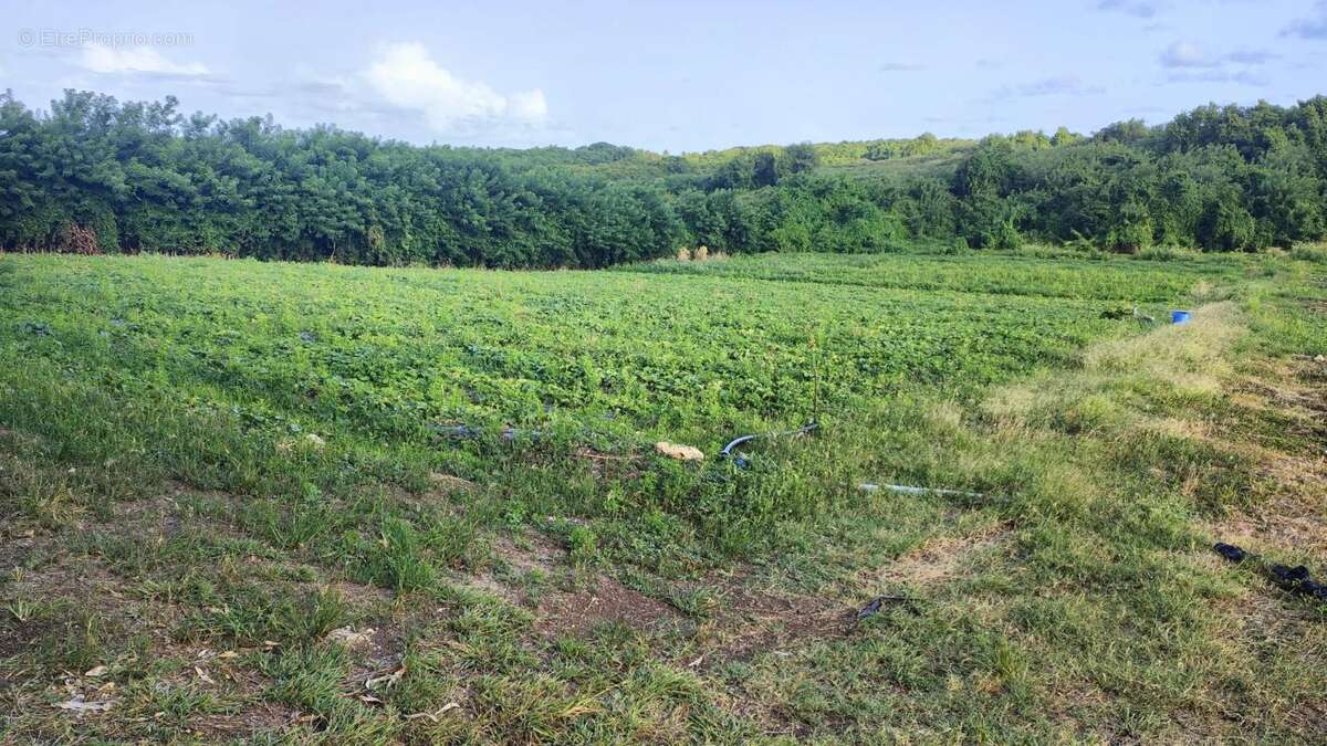 Terrain à LE VAUCLIN