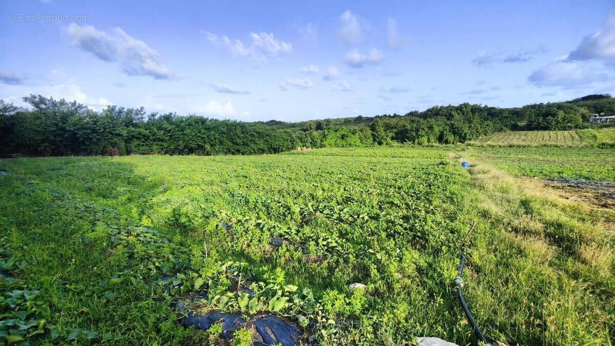 Terrain à LE VAUCLIN