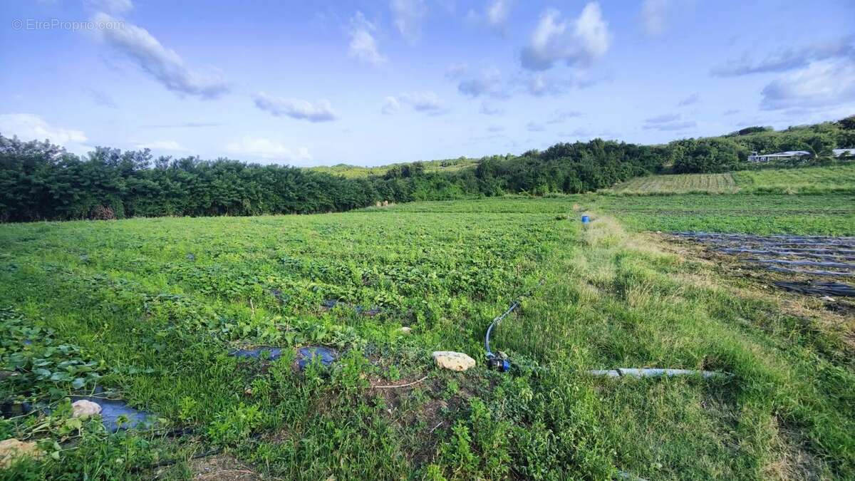 Terrain à LE VAUCLIN