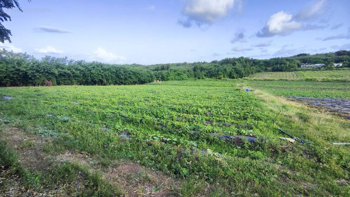 Terrain à LE VAUCLIN