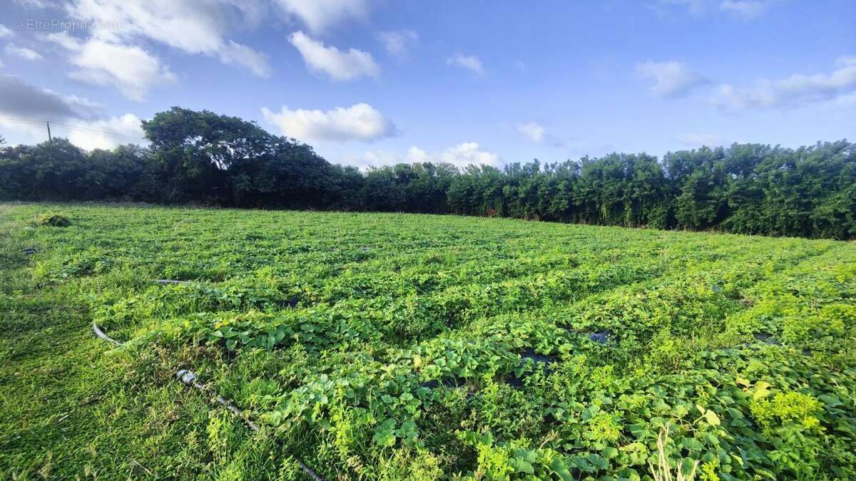 Terrain à LE VAUCLIN