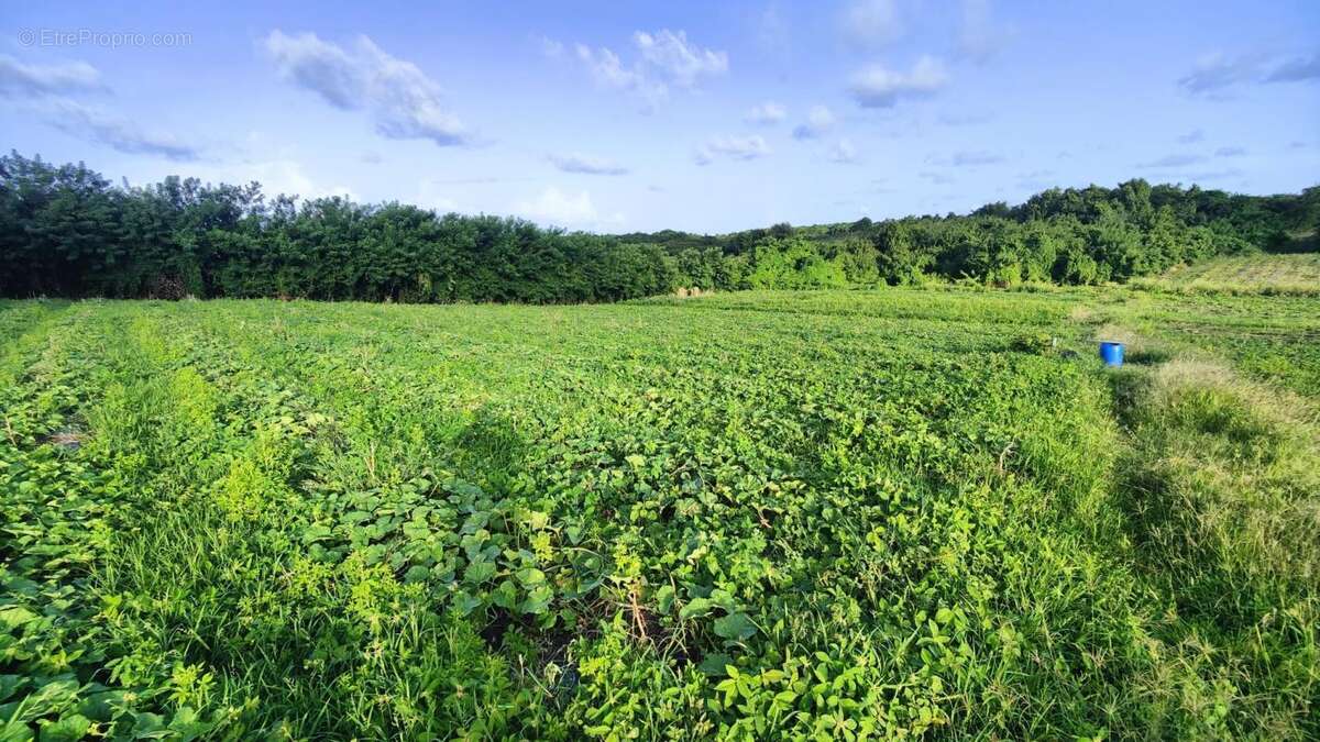 Terrain à LE VAUCLIN