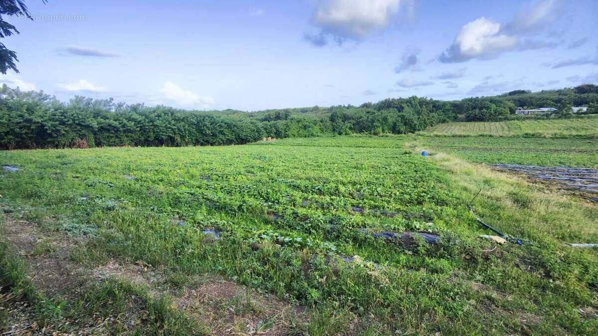 Terrain à LE VAUCLIN