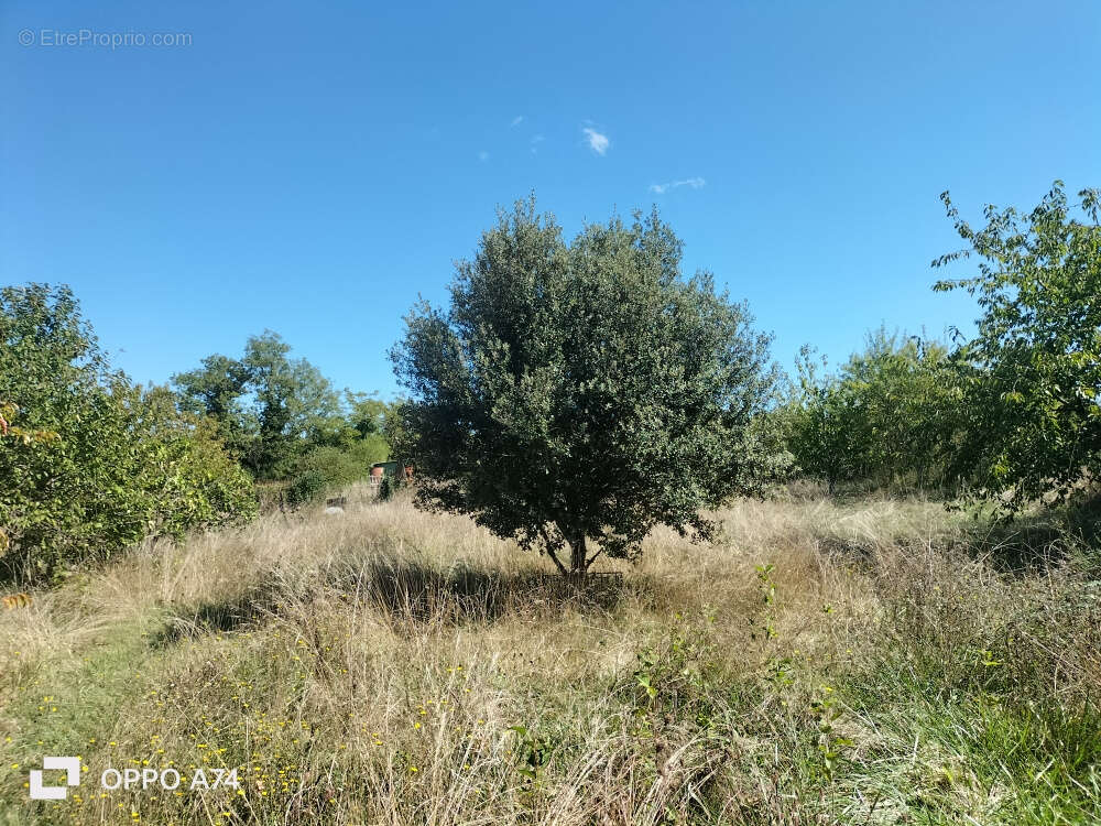 Maison à CORDES-SUR-CIEL