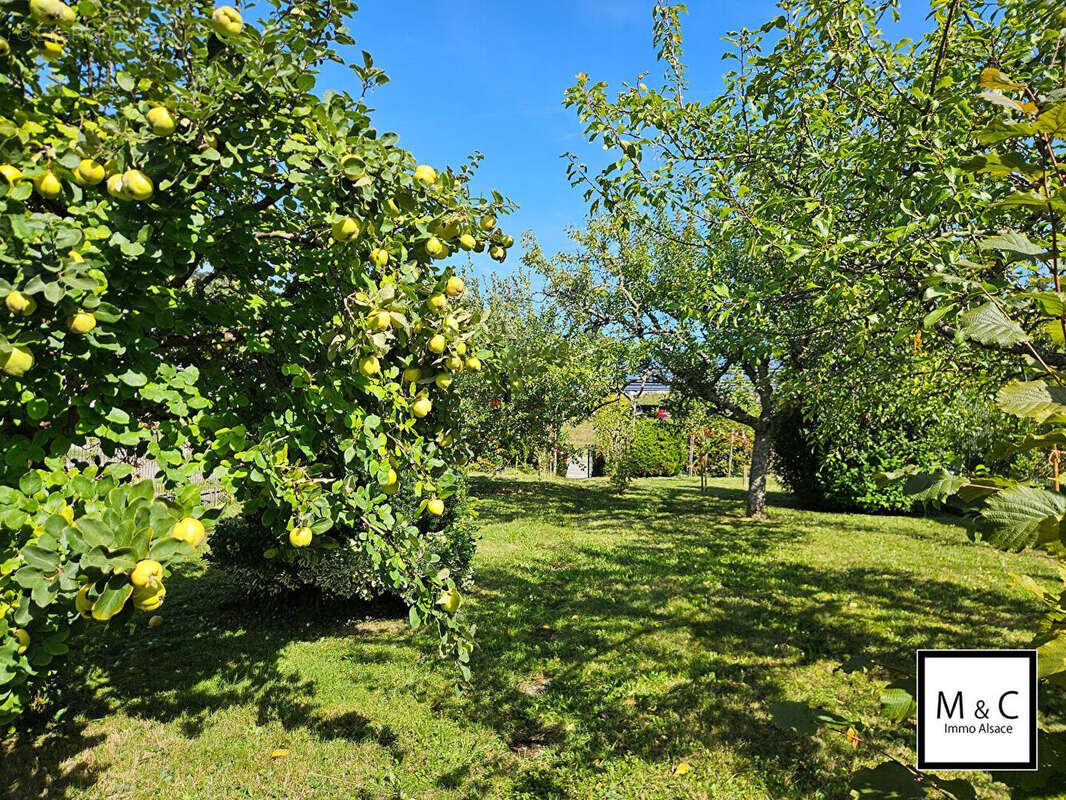 Terrain à WISSEMBOURG