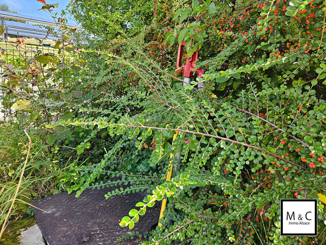 Terrain à WISSEMBOURG