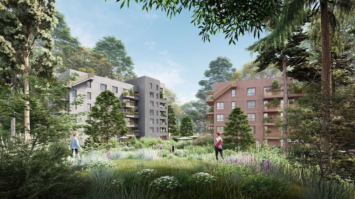 Les sycomores à Massy